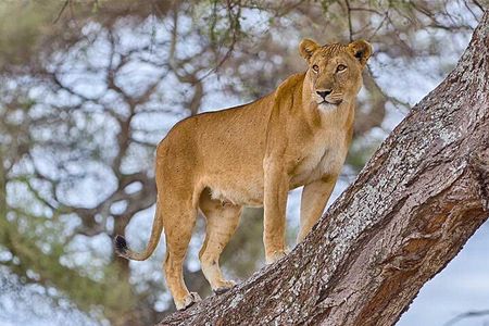 5 Days Fantastic Tanzania Lodge Safaris 