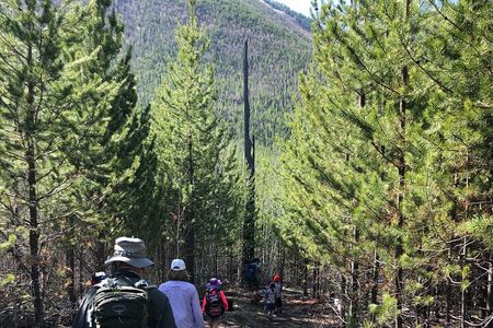 Nature Walk in Glacier National Park