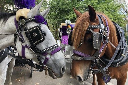 Private Christmas Lights Horse Carriage Tour In New York City
