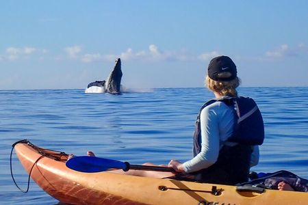 Kayak Whale Watching Tour