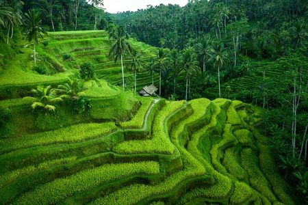 Ubud Tour With Monkey Forest, Rice Terrace, Waterfall, Temple