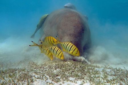 Marsa Mubarak Sea Snorkeling Boat Trip From Marsa Alam