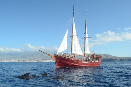 Los Cristianos, pirate ship : cetacean sighting and dip
