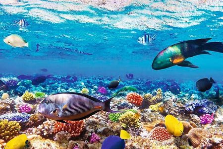 Underwater Paradise Snorkeling Adventure to Samadai Reef in Marsa