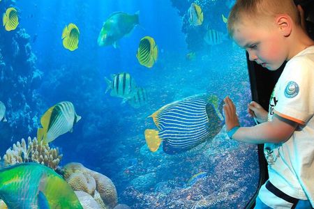 2 Hours Semi Submarine Tour With Transfer from Sharm El-Sheikh 