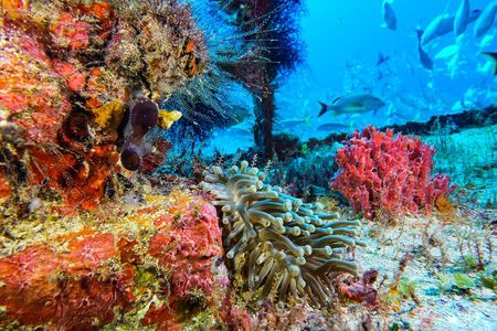 Incredible 2-tank Dive on the Drift Reef in Isla Mujeres
