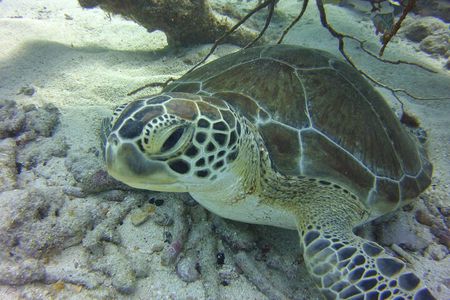 Snorkel Tours to Key Largo reef for up to 6 people-INCLUDES GEAR!