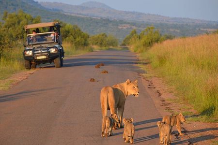 3-Hour Scheduled Safari Game Drive in Pilanesberg National Park