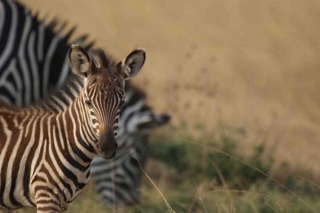 Full Day Private Akagera National Park Safari Tour in Rwanda 