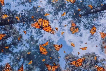 3 day Tour to Discover the Magic of Mexico & Monarch Butterflies