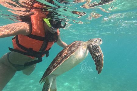 Private Snorkeling with Sea Turtles