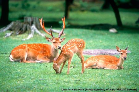 Nara Afternoon Tour from Kyoto or Osaka