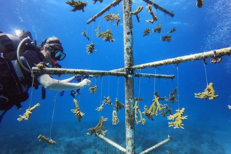 DiveCarib - An Eco-Friendly Certified Diver Trip in Antigua