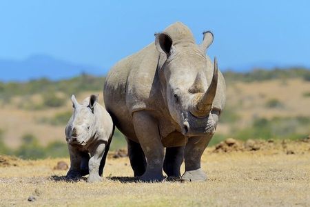 Half Day Private Tour in Nairobi National Park with Admission