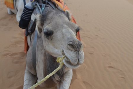 4 Days Private Desert Tour from Marrakech to Merzouga 