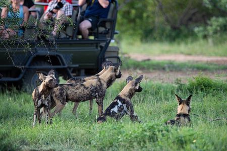 4-Day Serengeti, Ngorongoro & Tarangire Private Camping Tour