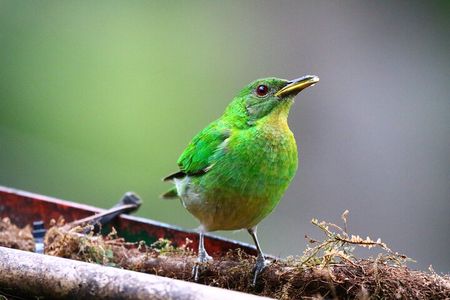 Cali: Bird Watching | Birding in the cloud forest at kilometer 18