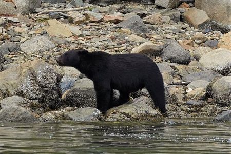 Spring Bears and Whales Tour in Campbell River