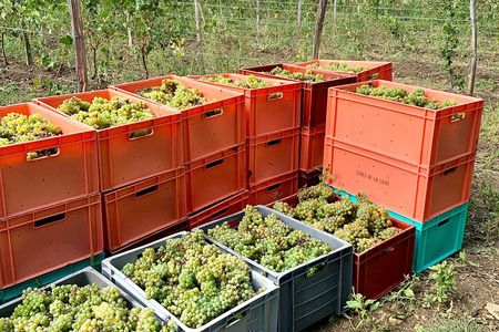 Picnic in the Vines - A Unique Loire Wine Experience