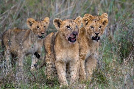 4-Day Maasai Mara Lake Nakuru Budget Safari With 4*4 Vehicle