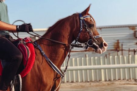 Doha-Private Half Day Safari with Horse Ride/Camel Ride/sandboard