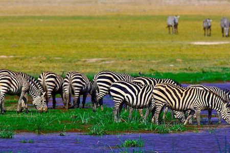 2 Nights 3 Days Amboseli National Park With 4*4 Vehicle 