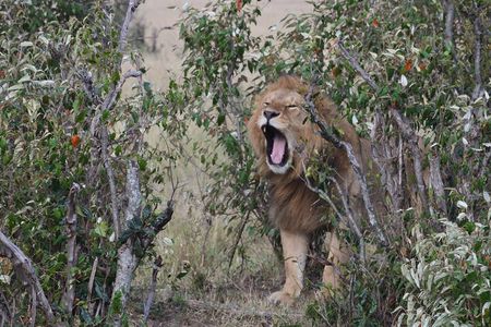 Game Drive To Nairobi National Park With 4*4 Vehicle