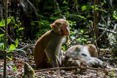 Silver Leaf Monkeys and Firefly Tour in Kuala Lumpur