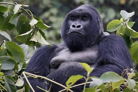 9 Days Uganda Wildlife & Primates Safari