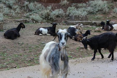 Traditional villages of Chania Private Tour to Explore pure Crete