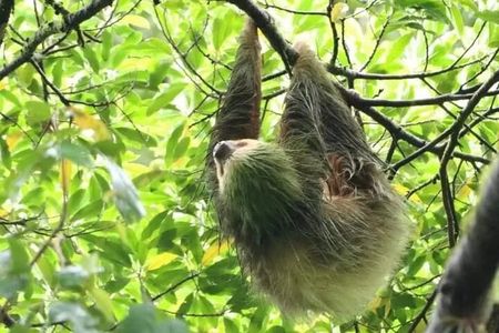 Sloth Tour in La Fortuna Private Guide