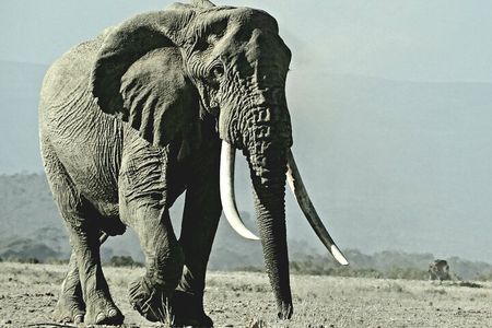 Private Adventure Amboseli national Park Day tour