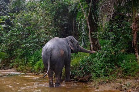 Khao Lak Elephant Sanctuary Full Day Small Group Tour