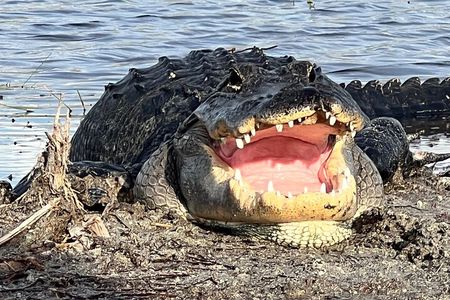 Airboat Tour