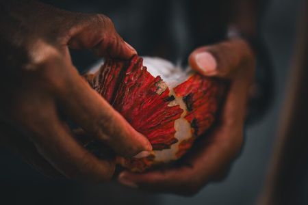 Half Day Bliss Cacao Farm Adventure & Guayaquil City Highlights
