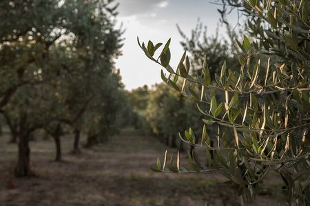 Olive Oil Tour Visit to the oil mill and olive oil tasting