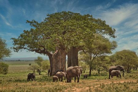 3 Days Safari Tour in Tarangire and Ngorongoro
