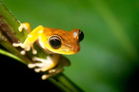Tambopata Jungle Tour 3 Days in Amazon Garden Lodge