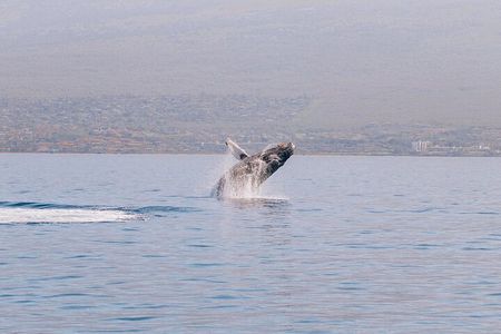 Midday Whale Watch: Mā’alaea Harbor