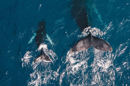 Whale Watching Galle with Pickup & Drop