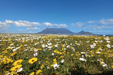 Full Day Private Tour in Cape Town. With free photo shoot.