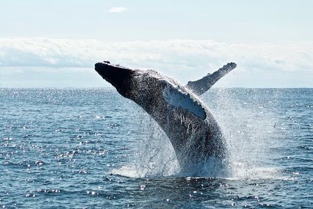  AAA NOOSA Whale watching experience in Noosa Whalesongsnoosa