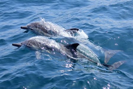 AAA Noosa National Park Tour and Dolphin Safari Whalesongsnoosa