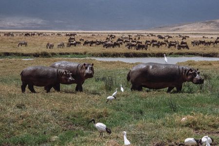 Tanzania WildQuest Safari Custom Private Tour