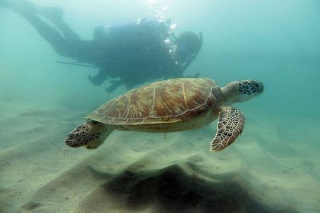 Scuba Tour for Certified Divers in San Juan