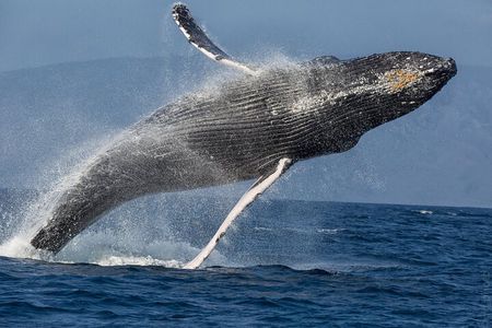 Afternoon Sail With the Whales from Lahaina Harbor