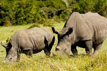 Wild Wonders: Kragga Kamma Game Park from Port Elizabeth