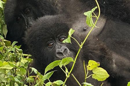 Private Gorilla Trek Adventure Day Trip Tour from Kigali