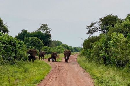 Safari Park Day Trip Adventure from Kigali
