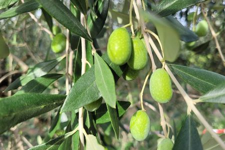 E-bike 2.5 hour Florence & Tuscany With Fresh Olive Oil and Bread